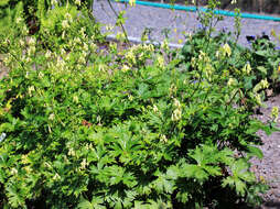 Imagem de Aconitum lycoctonum L.