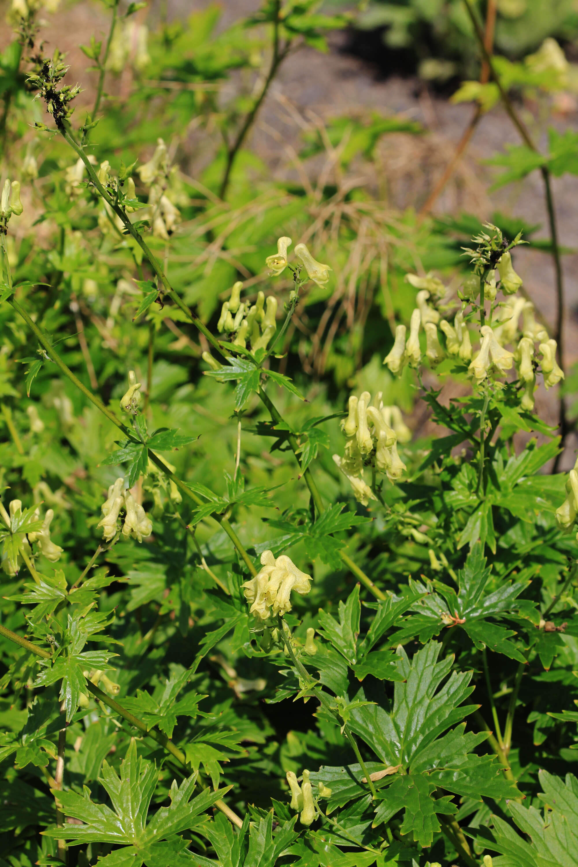 Image of monkshood