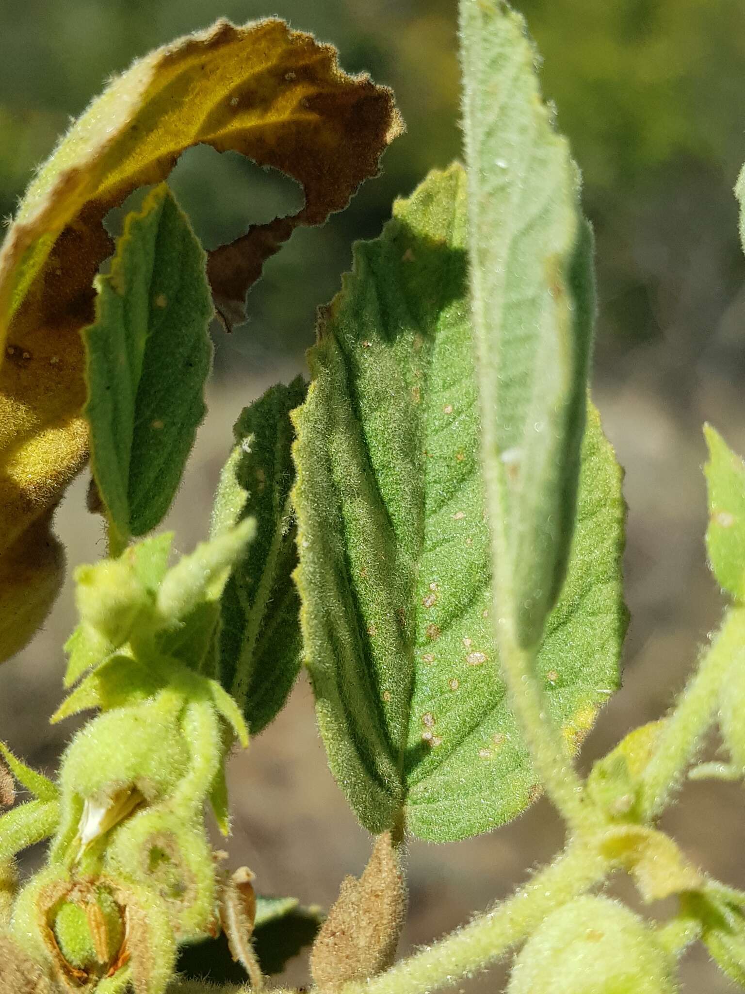 Plancia ëd Hermannia grandistipula (Buchinger ex Hochst.) K. Schum.