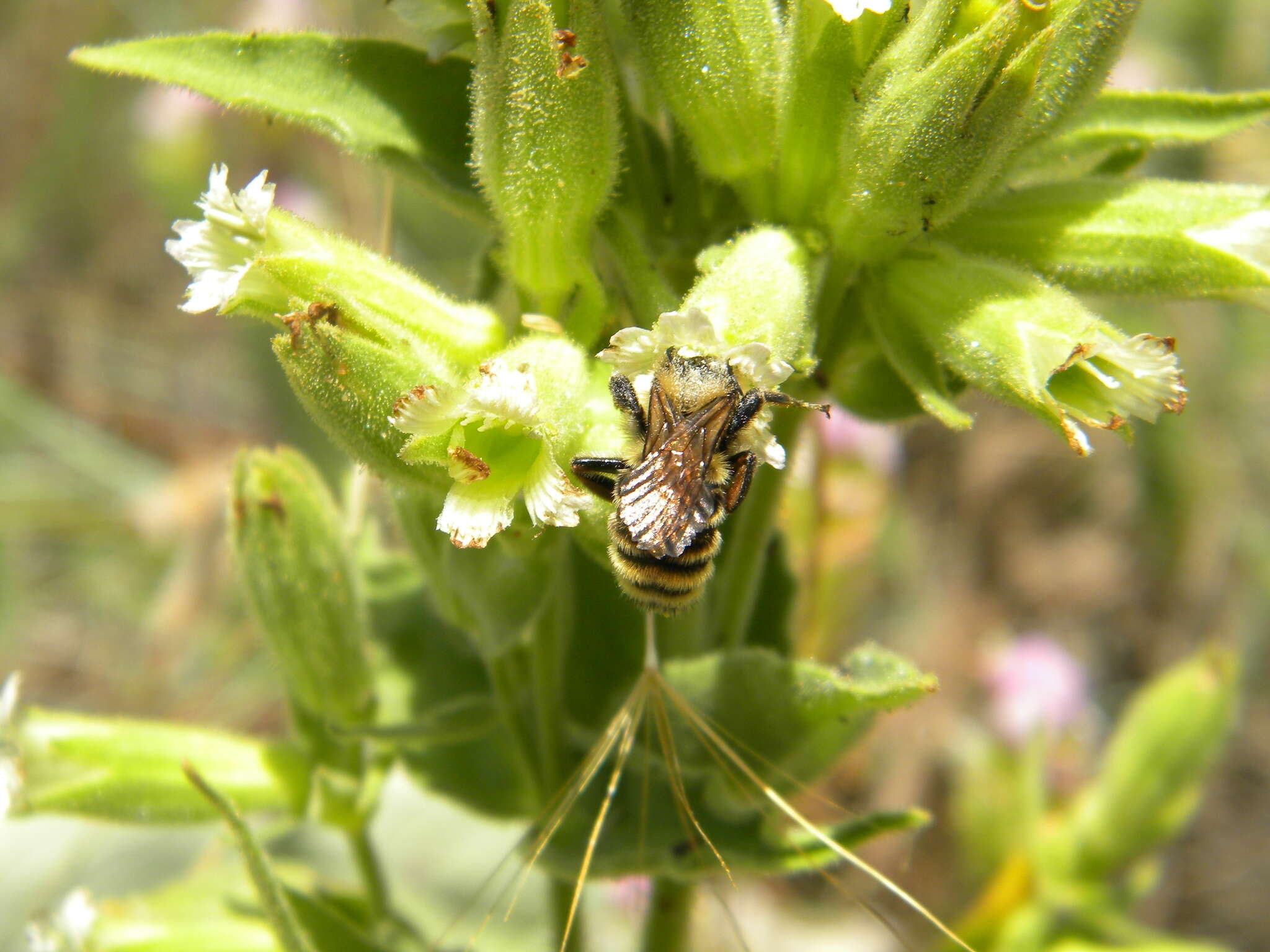 Image of Spalding's Catchfly