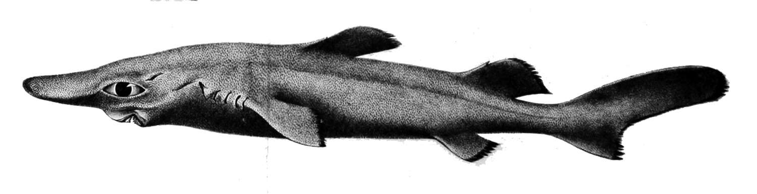 Image of Longnose velvet dogfish