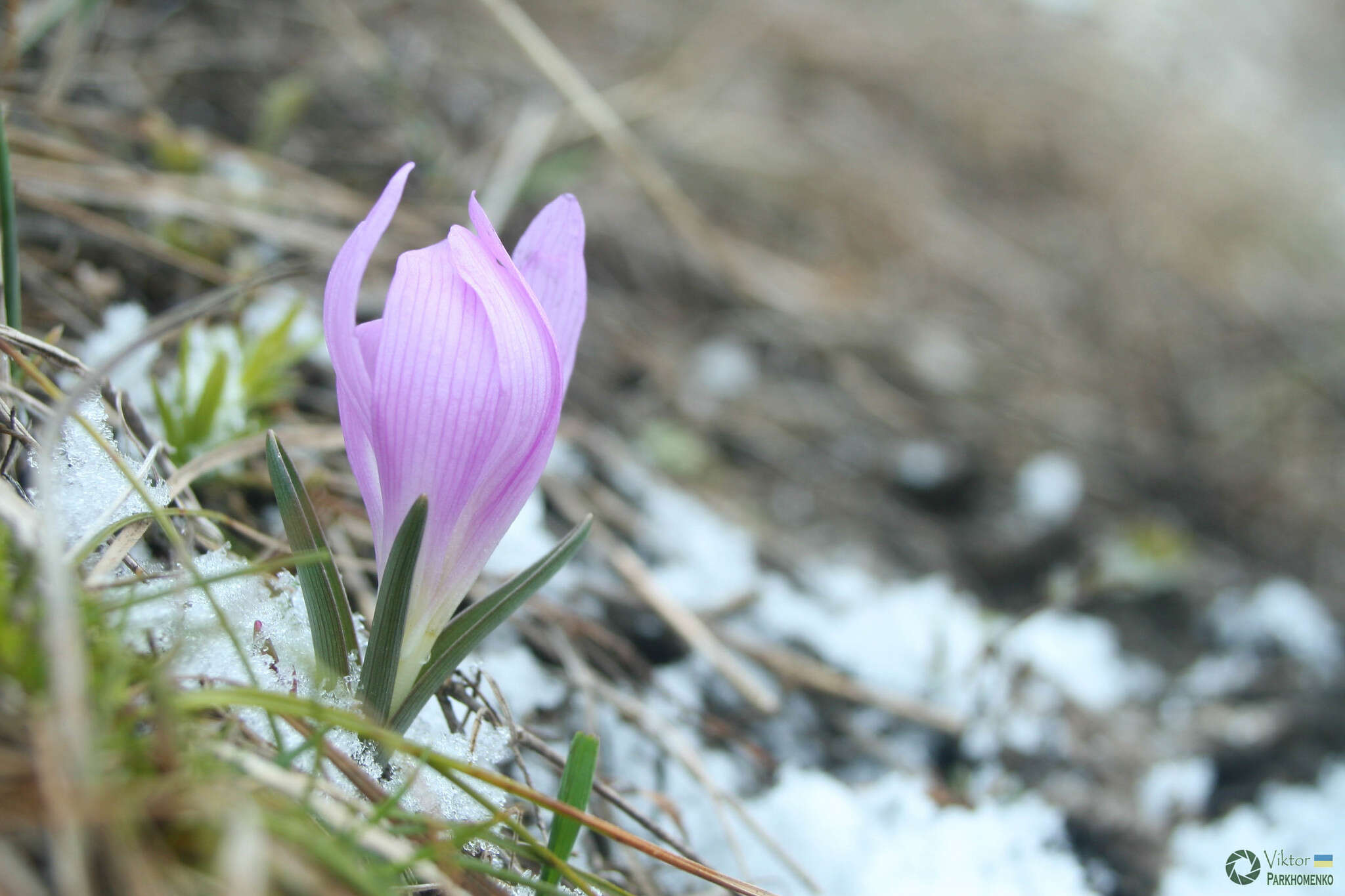 Image of Colchicum bulbocodium subsp. versicolor (Ker Gawl.) K. Perss.