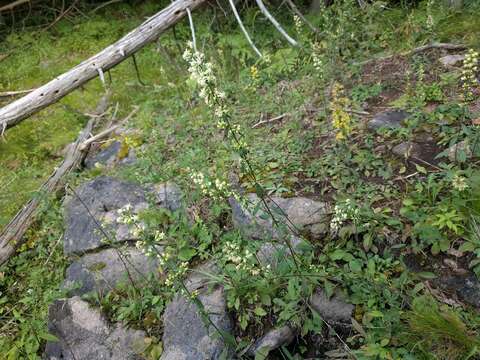 Solidago bicolor L. resmi