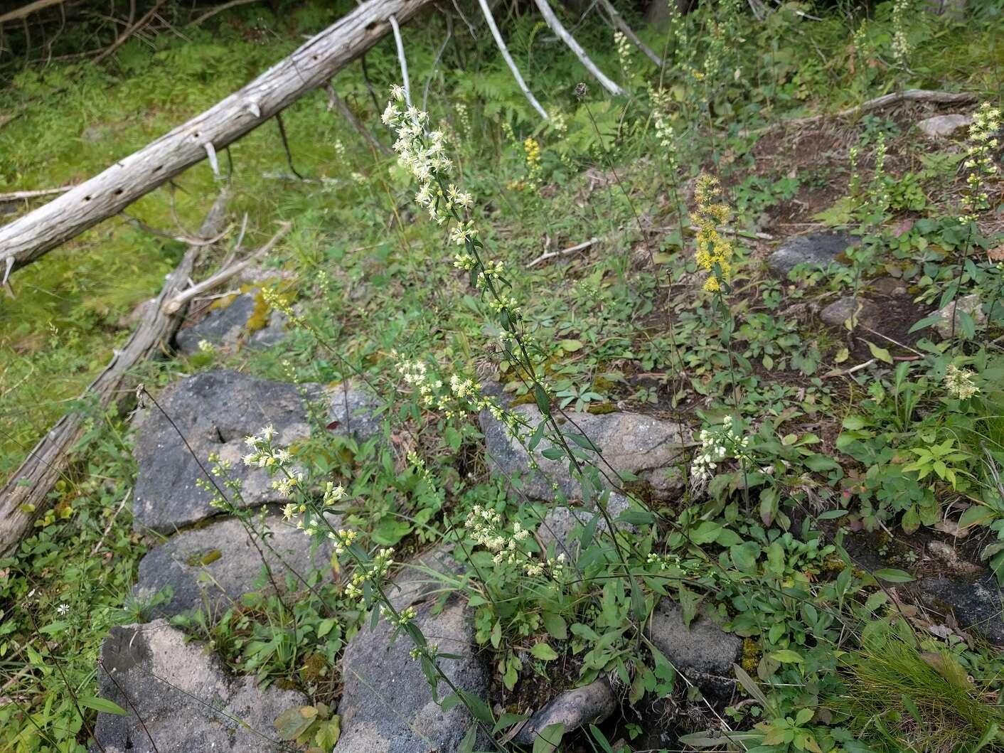 Solidago bicolor L. resmi