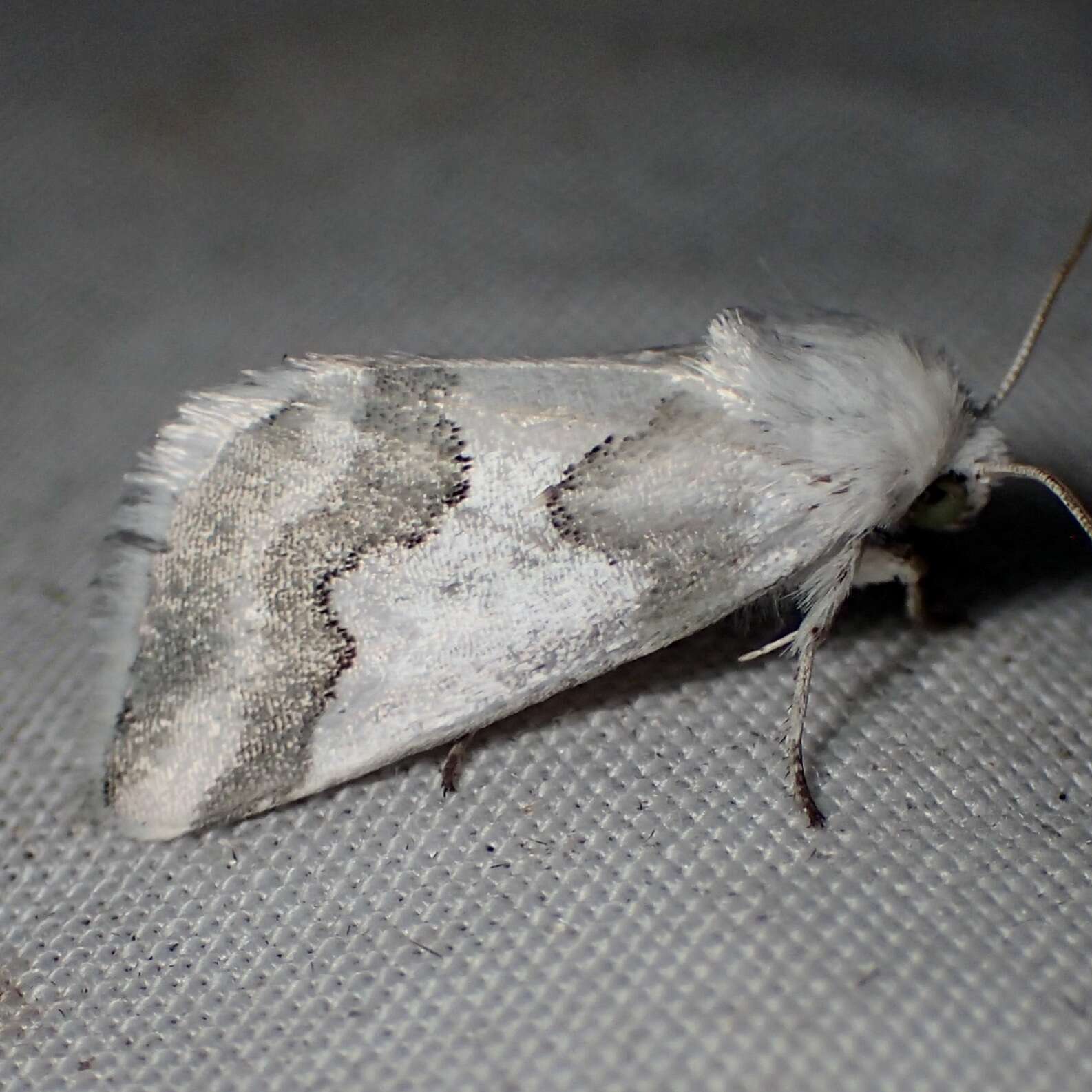 Image of Hulst's Flower Moth