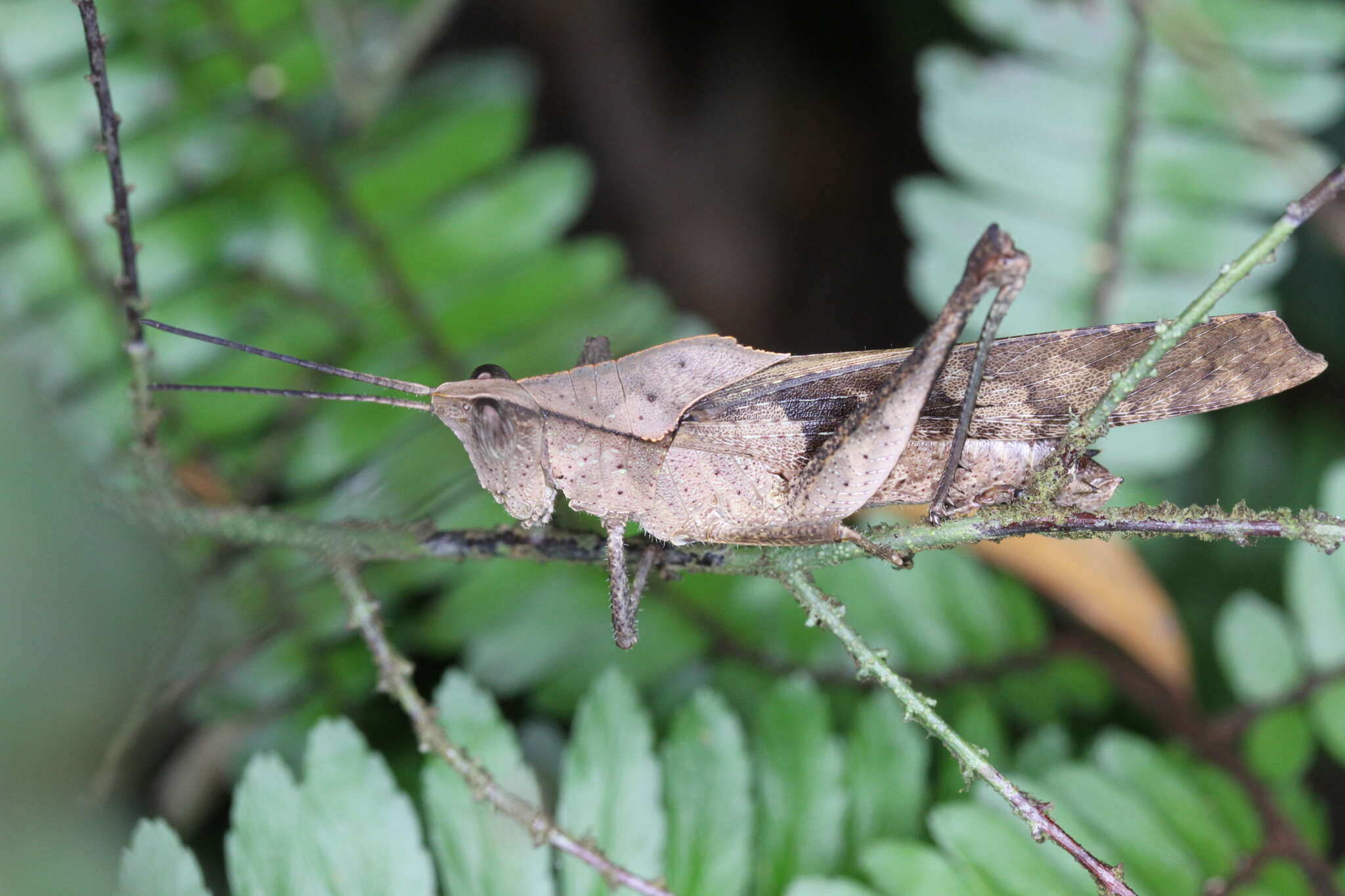 Image of Colpolopha obsoleta (Serville 1831)