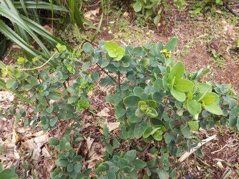 Image of Wikstroemia retusa A. Gray