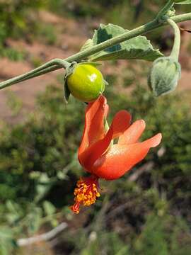 Image of Hibiscus waterbergensis Exell