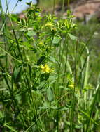 Image of northern St. Johnswort