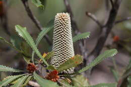 Sivun Banksia ornata F. Müll. ex Meissn. kuva