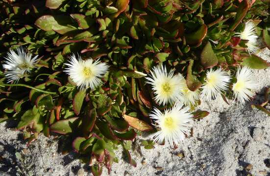 Image of Skiatophytum tripolium (L.) L. Bol.