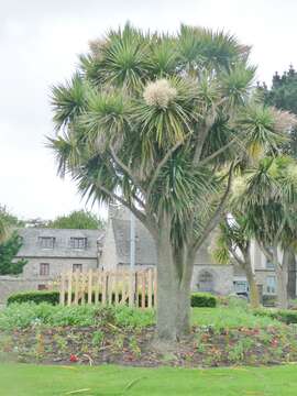 Image of cabbage tree