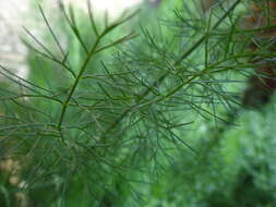 Image of fennel