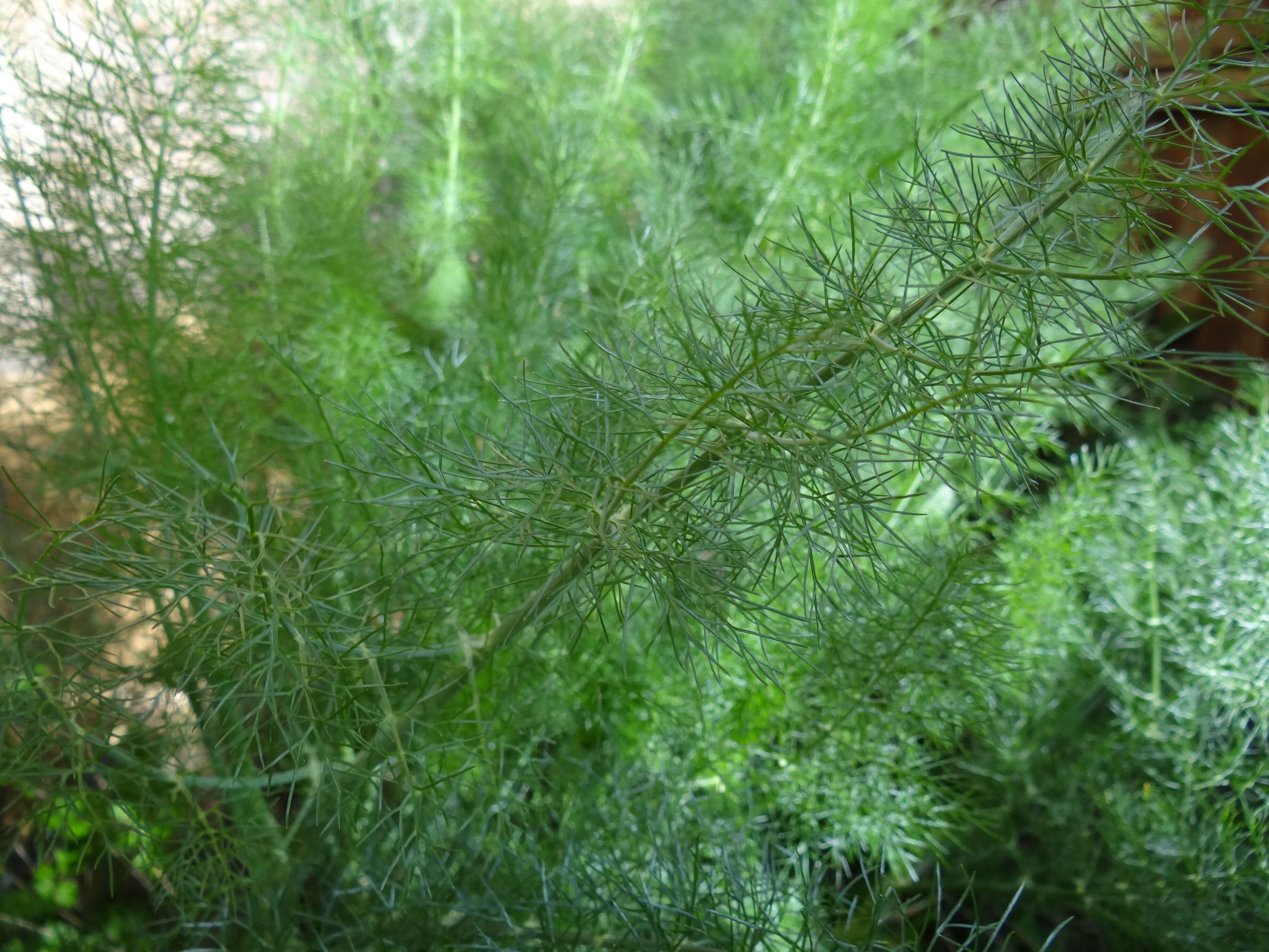 Image of fennel