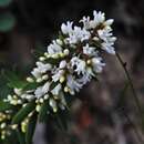 Image of Agiortia pedicellata (C. T. White) Quinn