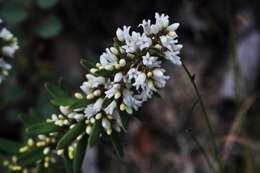 Image of Agiortia pedicellata (C. T. White) Quinn