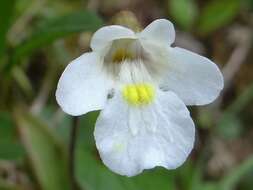 Image of Pinguicula alpina L.