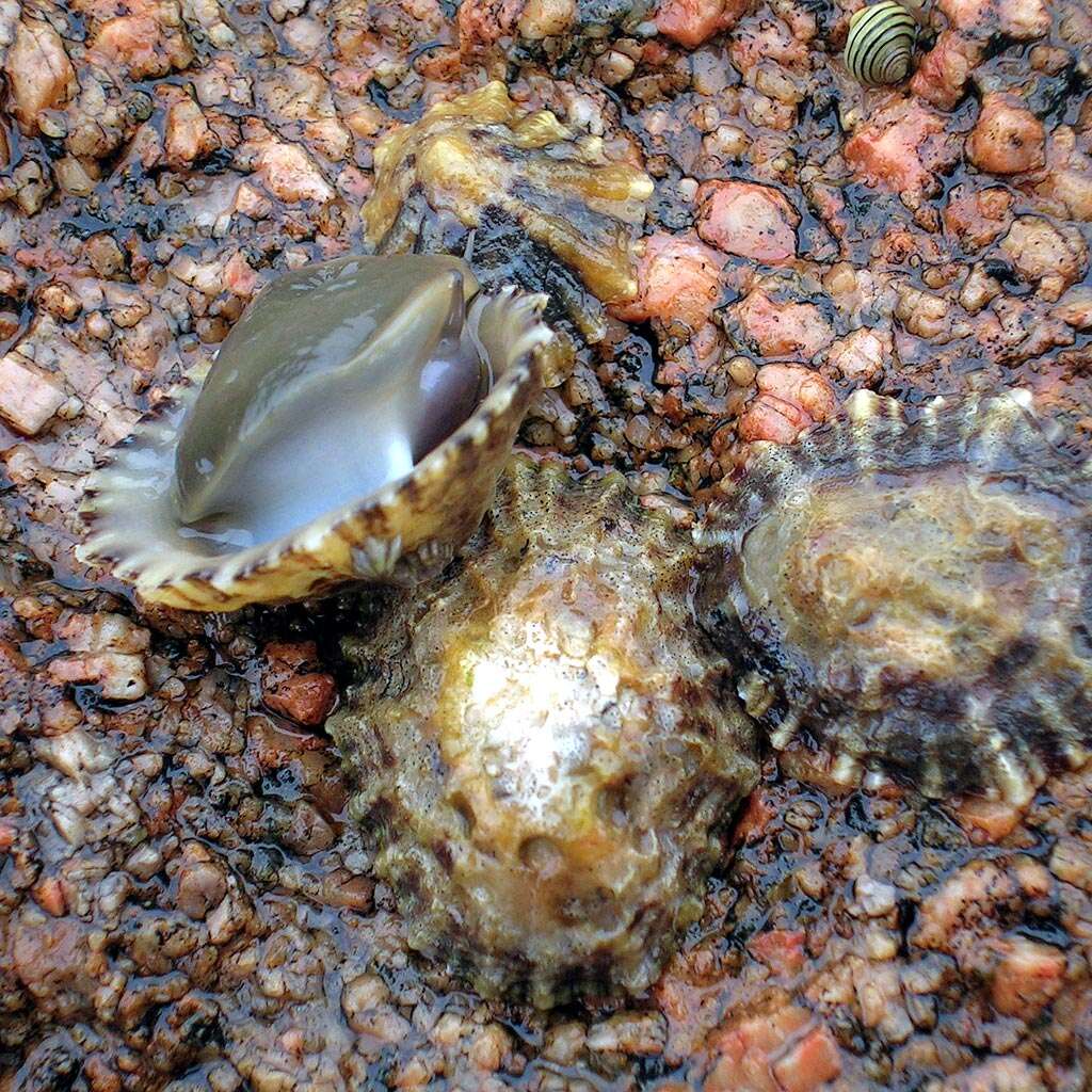 Image of Common limpet