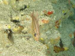 Image of Doederlein&#39;s Cardinalfish