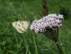 Sivun Eupatorium lindleyanum DC. kuva