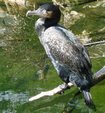 Image of Black Shag