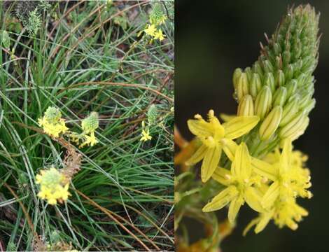 Image of Bulbine lagopus (Thunb.) N. E. Br.