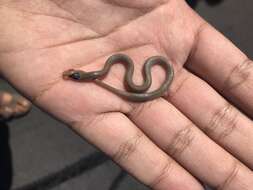 Image of Southwestern Blackhead Snake