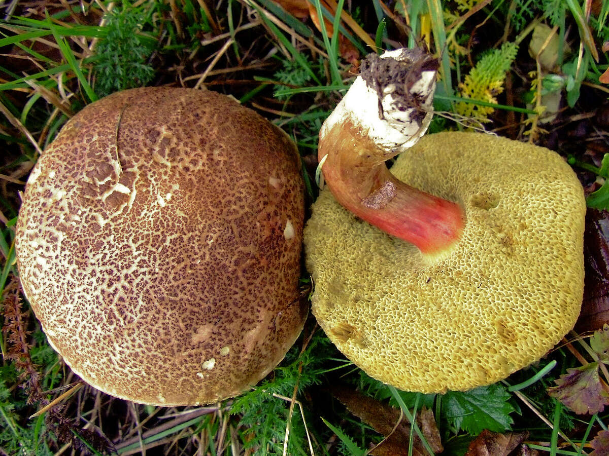 Image of Red-cracking Bolete