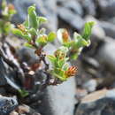 Image of Setchell's Willow