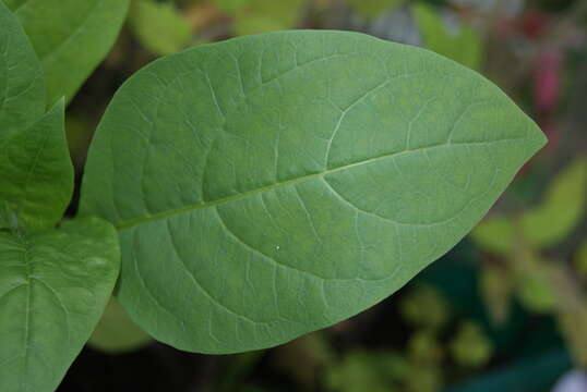 Image of Deadly Nightshade