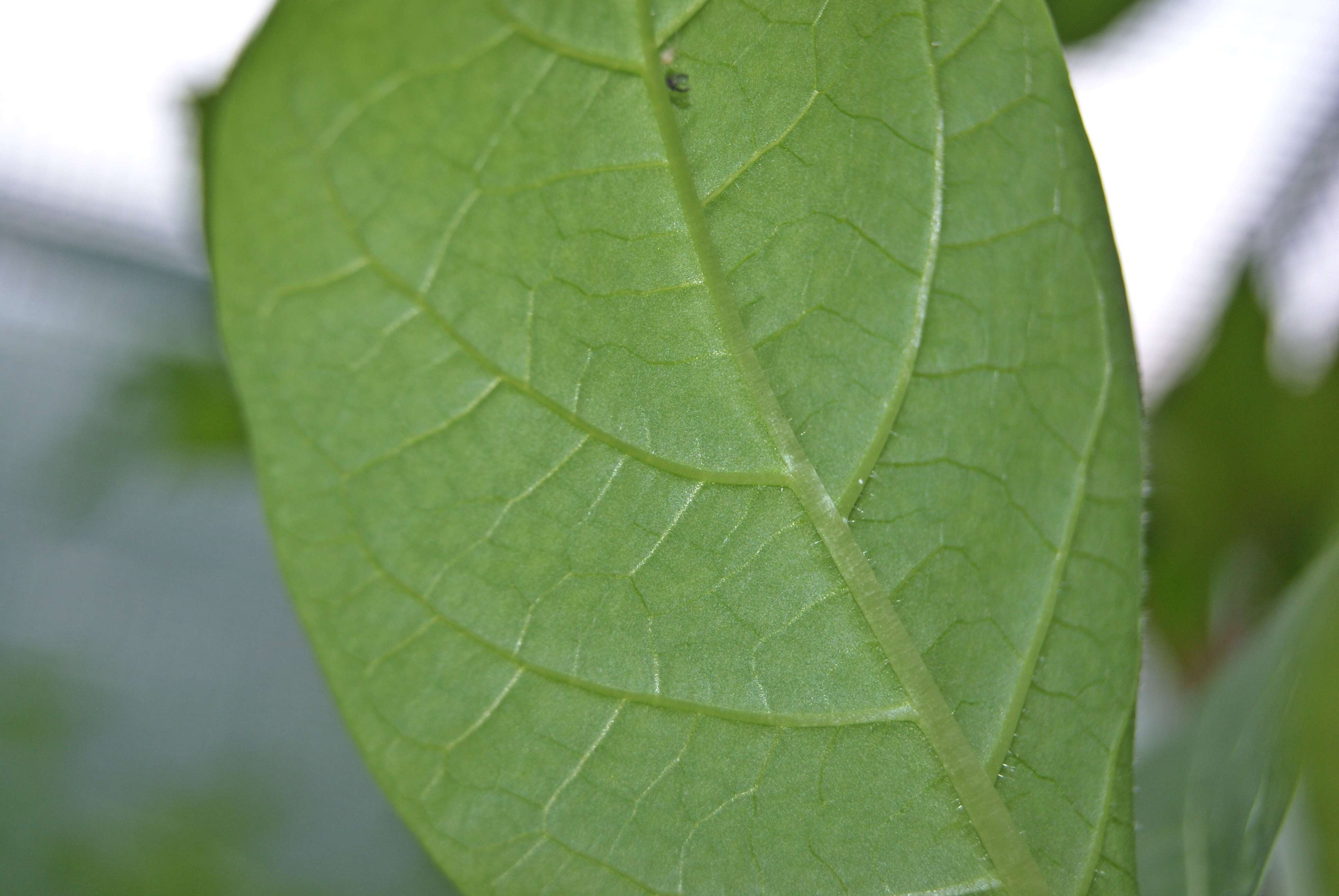 Image of Deadly Nightshade