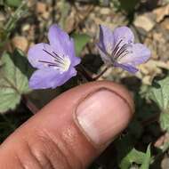 Image of longstalk phacelia