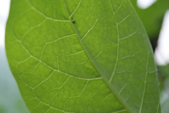 Image of Deadly Nightshade