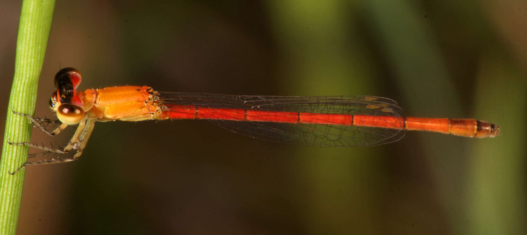 Imagem de Agriocnemis minima Selys 1877