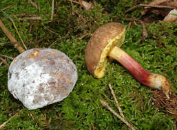 Image of Red-cracking Bolete