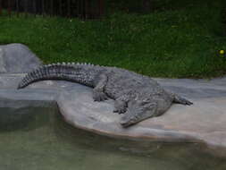 Image of American Crocodile