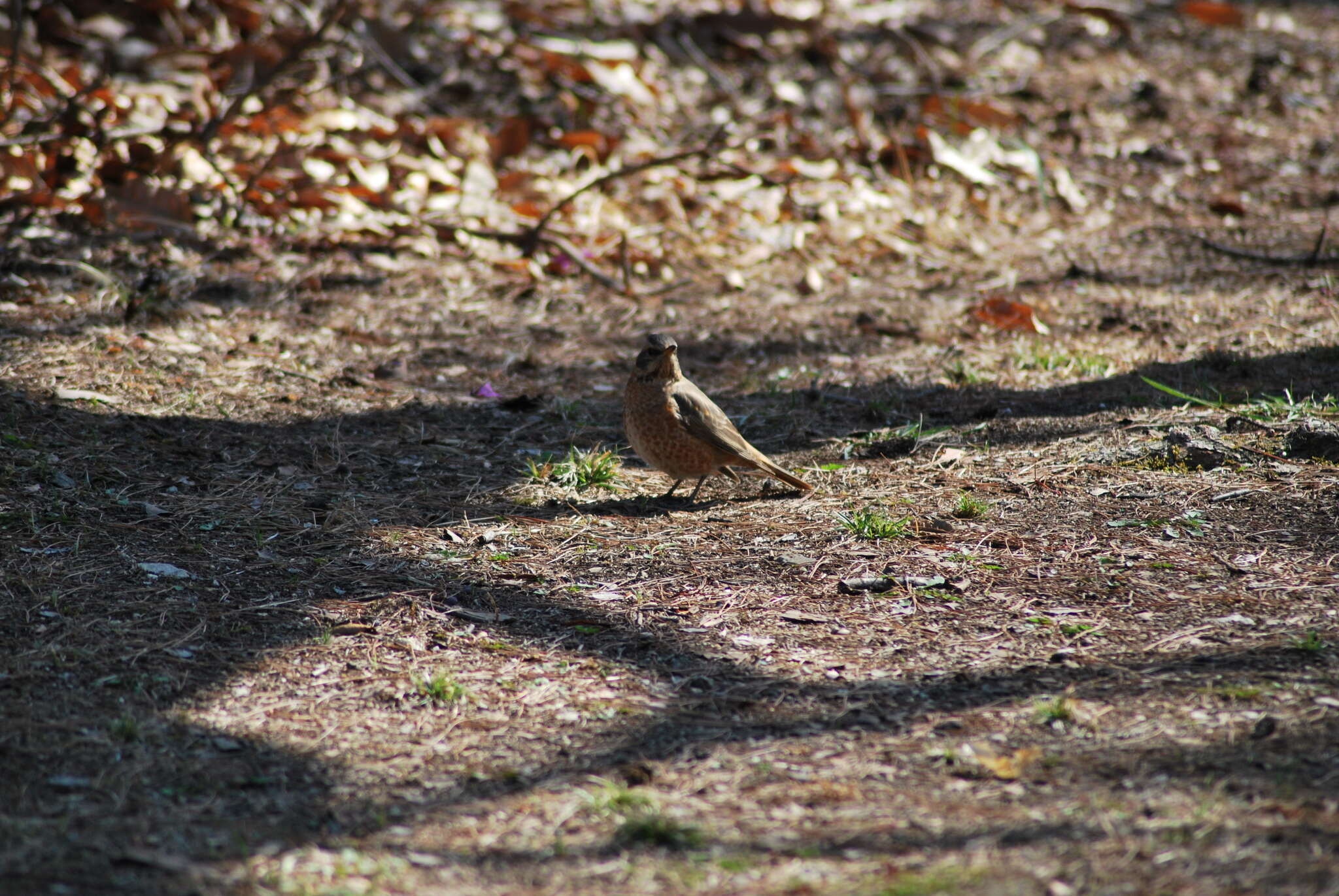 Image of Dusky Thrush