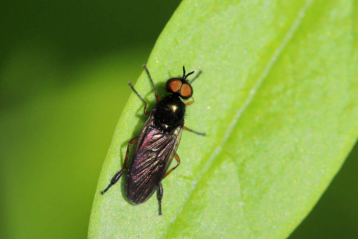 Image of Beris chalybata (Forster 1771)