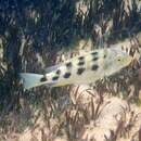 Image of Fossorochromis rostratus (Boulenger 1899)