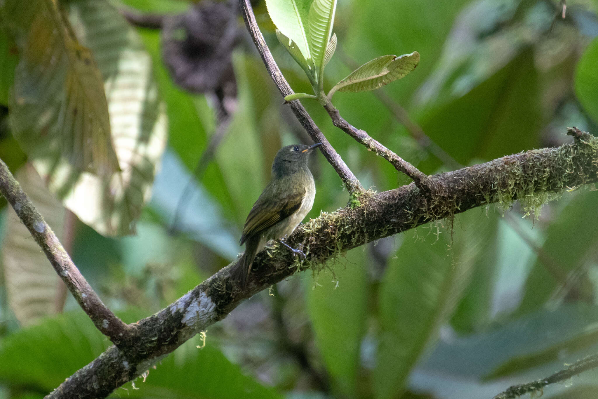 Image of Streak-necked Flycatcher