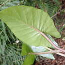 Alocasia odora (G. Lodd.) Spach resmi