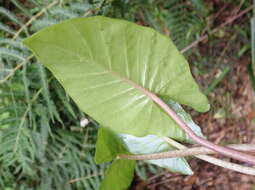 Alocasia odora (G. Lodd.) Spach resmi