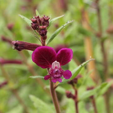 Image of blue waxweed