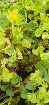 Слика од Hypericum japonicum subsp. japonicum