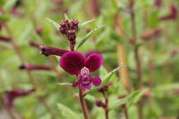 Image of blue waxweed