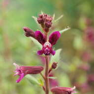 Image of blue waxweed