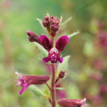 Image of blue waxweed