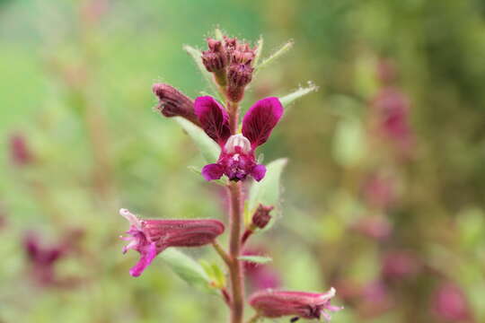 Image of blue waxweed