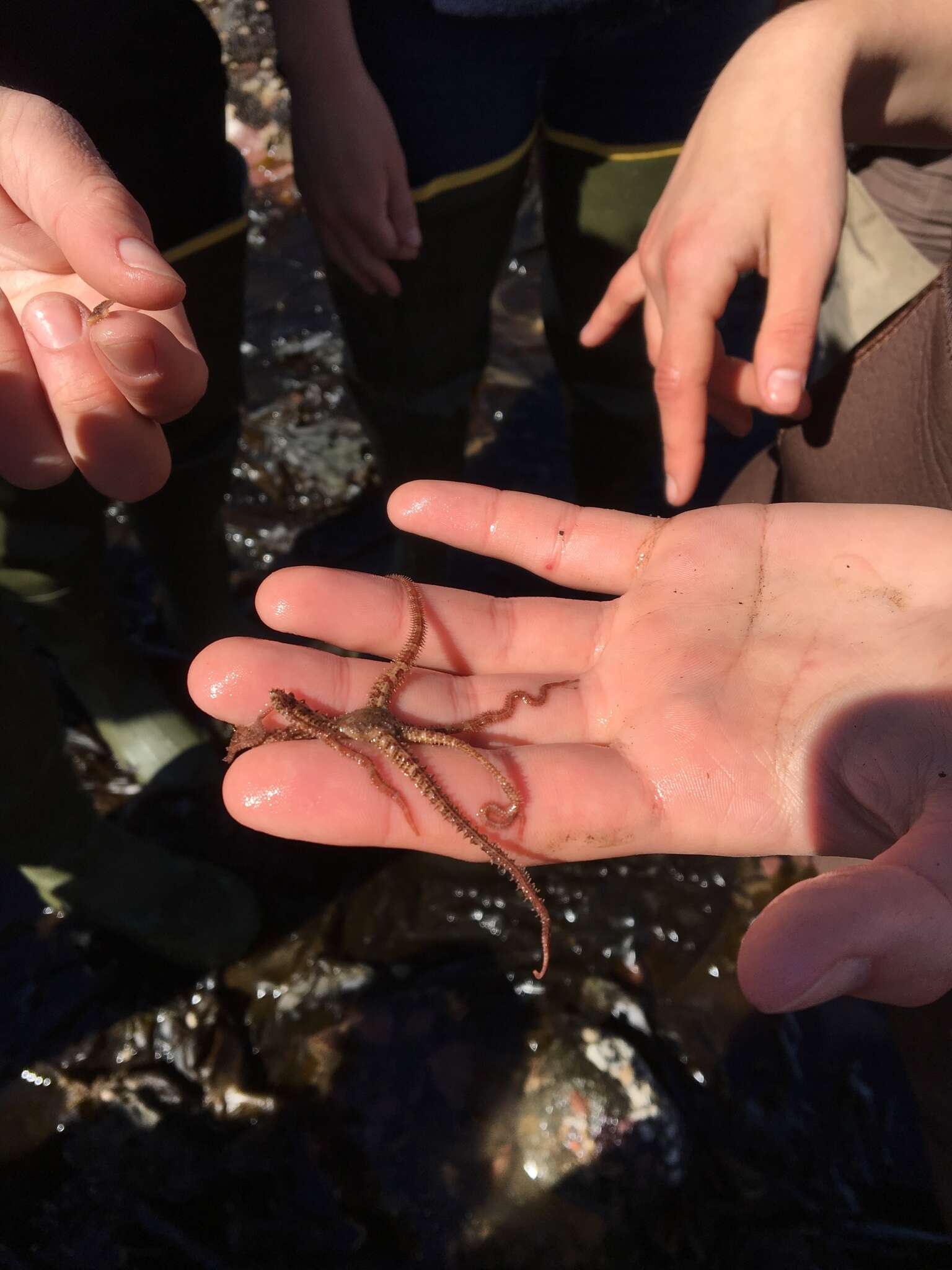 Image of Ophiopholidae O'Hara, Stöhr, Hugall, Thuy & Martynov 2018