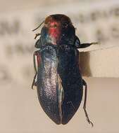 Image of Chrysobothris acaciae Knull 1936